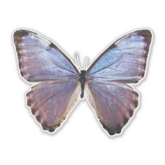 Sticker Papillon Iridescente (Devant)