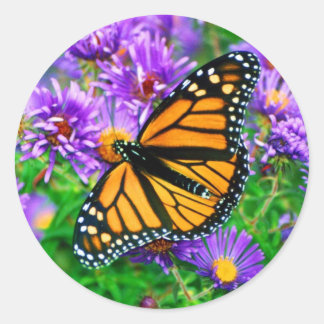 Sticker papillon Monarque