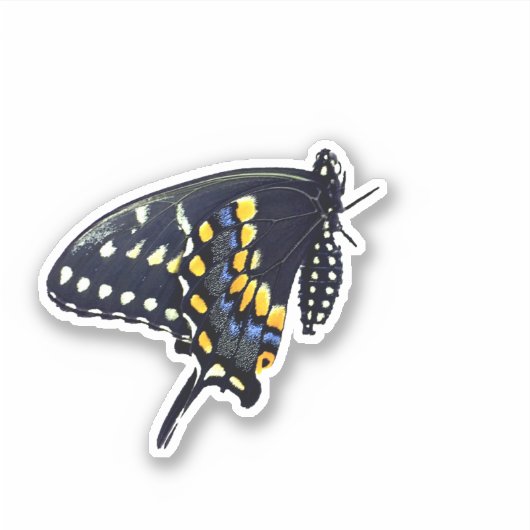 Sticker Papillon noir Swallowtail (Devant)