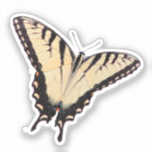 Sticker Papillon Papilio glaucus (Recto)