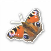 Sticker Papillon Peacock (Devant)