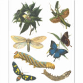 Sticker Papillons Beetle Bugs Insectes Collage Art (Devant)