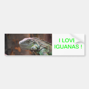 Sticker pare-chocs avec lézard Iguana coloré