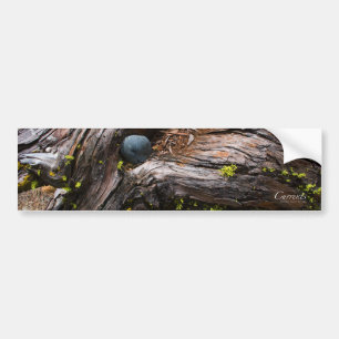 Sticker pare-chocs courants