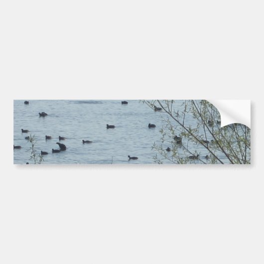 Sticker pare-chocs pour les oiseaux du lac (Devant)