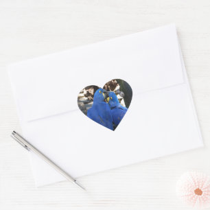 sticker _ parrots _ kus