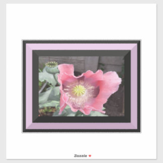 Sticker Pavot rose avec bord bordé