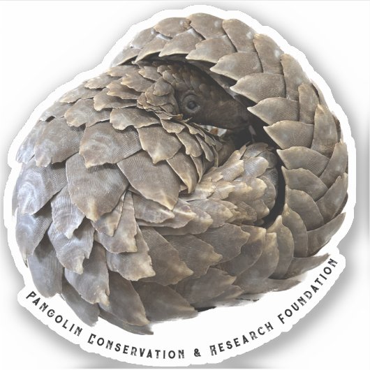 Sticker PCRF Pangolin Rollé (Devant)
