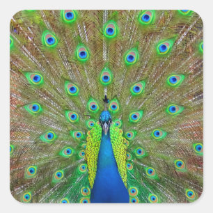 Sticker Peacock Bleu #3