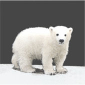 Sticker Peinture de l'ours polaire - Oiginal Wildlife Art (Devant)