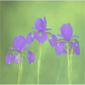Sticker Peinture Iris Violet - Art Fleur Originale (Devant)