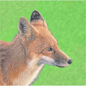 Sticker Peinture Red Fox - Art original de la faune (Devant)