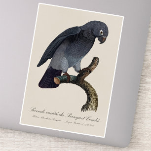 Sticker Perroquet Cendre / Timneh Perroquet gris africain