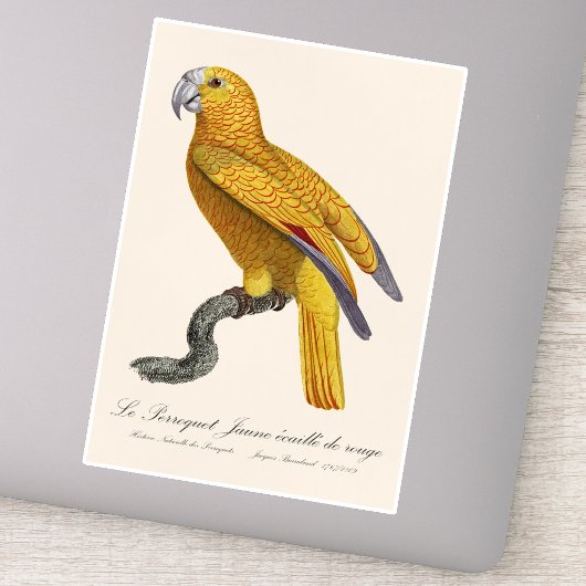Sticker Perroquet de Paradis de Cuba, Psittacus Paradisi