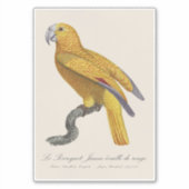 Sticker Perroquet de Paradis de Cuba, Psittacus Paradisi (Devant)