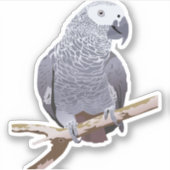 Sticker Perroquet gris d'Afrique (Devant)