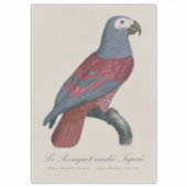 Sticker Perroquet Gris d'Afrique Psittacus Erithacus Facte (Devant)