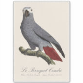 Sticker Perroquet gris, Psittacus erithacus, vintage (Devant)