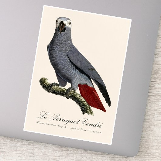 Sticker Perroquet gris, Psittacus erithacus, vintage