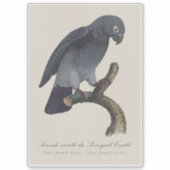Sticker Perroquet gris Timneh, Psittacus Timneh (Devant)