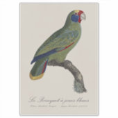 Sticker Perroquet joues bleues / Amazone à queue rouge (Devant)