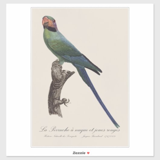 Sticker Perruche à longue queue, Psittacula Longicauda (Feuille)