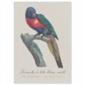 Sticker Perruche a tete bleue / Rainbow lorikeet (Devant)
