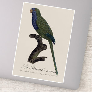 Sticker Perruche Moine, Myiopsitta Monachus