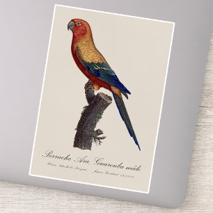Sticker Perruche soleil mâle, Aratinga solstitialis
