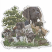 Sticker Petit Munsterlander (Devant)