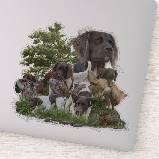 Sticker Petit Munsterlander (Détail)