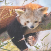 Sticker Petit panda rouge pâle (Devant)