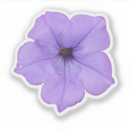 Sticker Petunia pourpre (Devant)