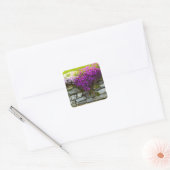 Sticker Phlox On Rocks (Enveloppe)