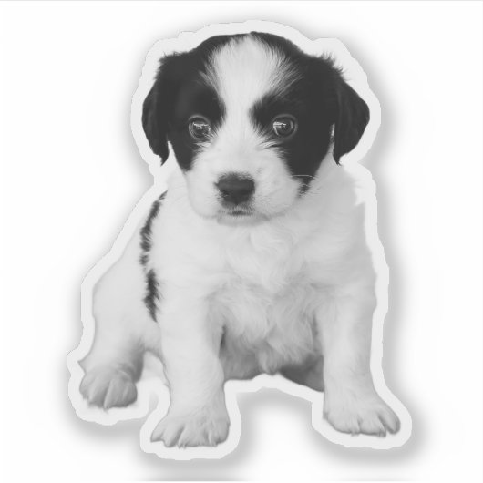 Sticker Photo de chiot blanc noir mignon (Devant)