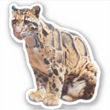 photo de léopard nébuleux nature faune exotique