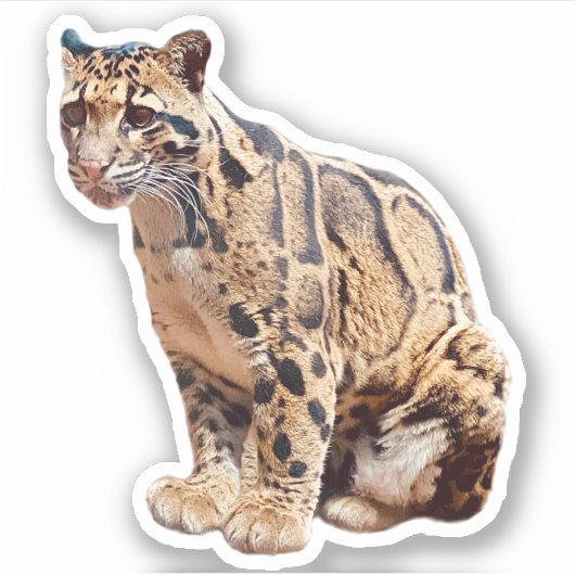 Sticker photo de léopard nuageux nature faune exotique (Devant)