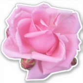 Sticker Photo de rose rose (Devant)