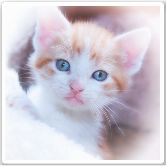 Sticker Photo en forme de Carré New Kitten (Devant)