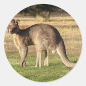 Sticker photo Kangaroo (Devant)