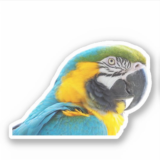 Sticker Photo Macaw (Devant)