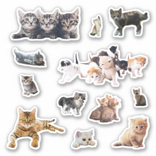 Sticker Photos de chats et chatons définition contour (Devant)