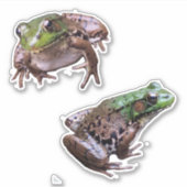 Sticker Photos de grenouilles vertes (Devant)