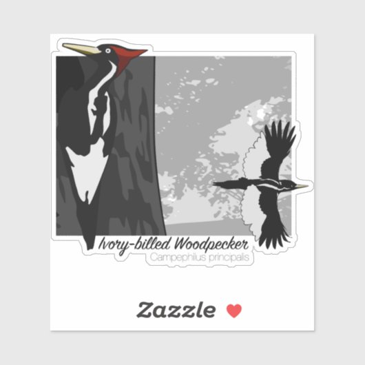 Sticker Pic à l'ivoire (Feuille)