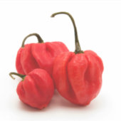 Sticker Pimento doux (Devant)