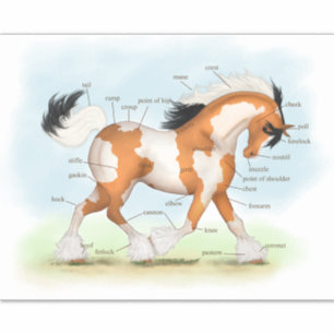 Sticker Pinto Gypsy Horse éducatif Anatomie équine graphiq