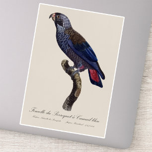 Sticker Pionus fuscus, ou Pion gris-perle ou Pion sombre