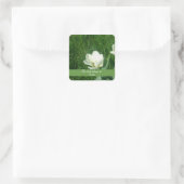 Sticker plaque Tulipes Blanches (Sac)