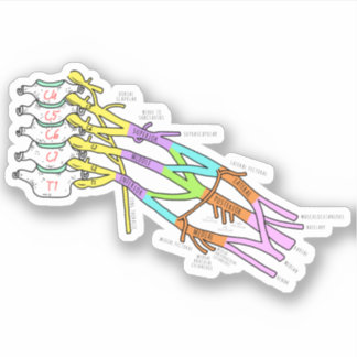 Sticker Plexus brachial