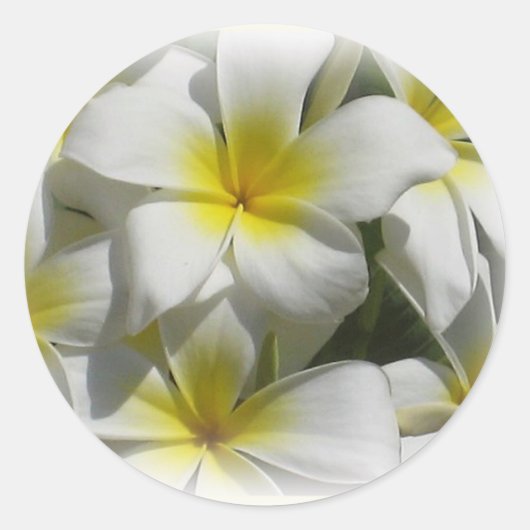 Sticker Plumeria Celedine Tropical Flowers (Devant)